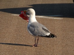 seagull